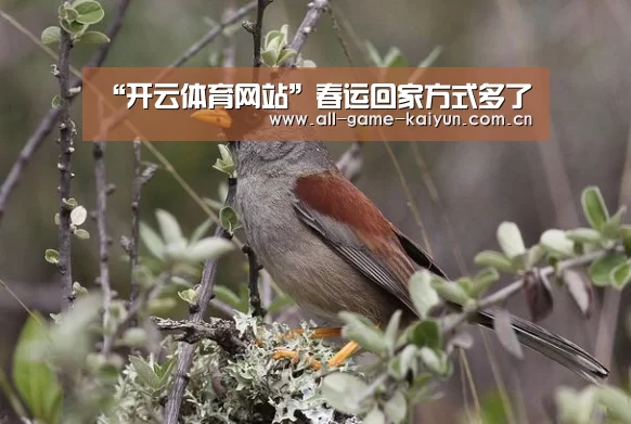 “开云体育网站”春运回家方式多了(图1) 开云体育网站